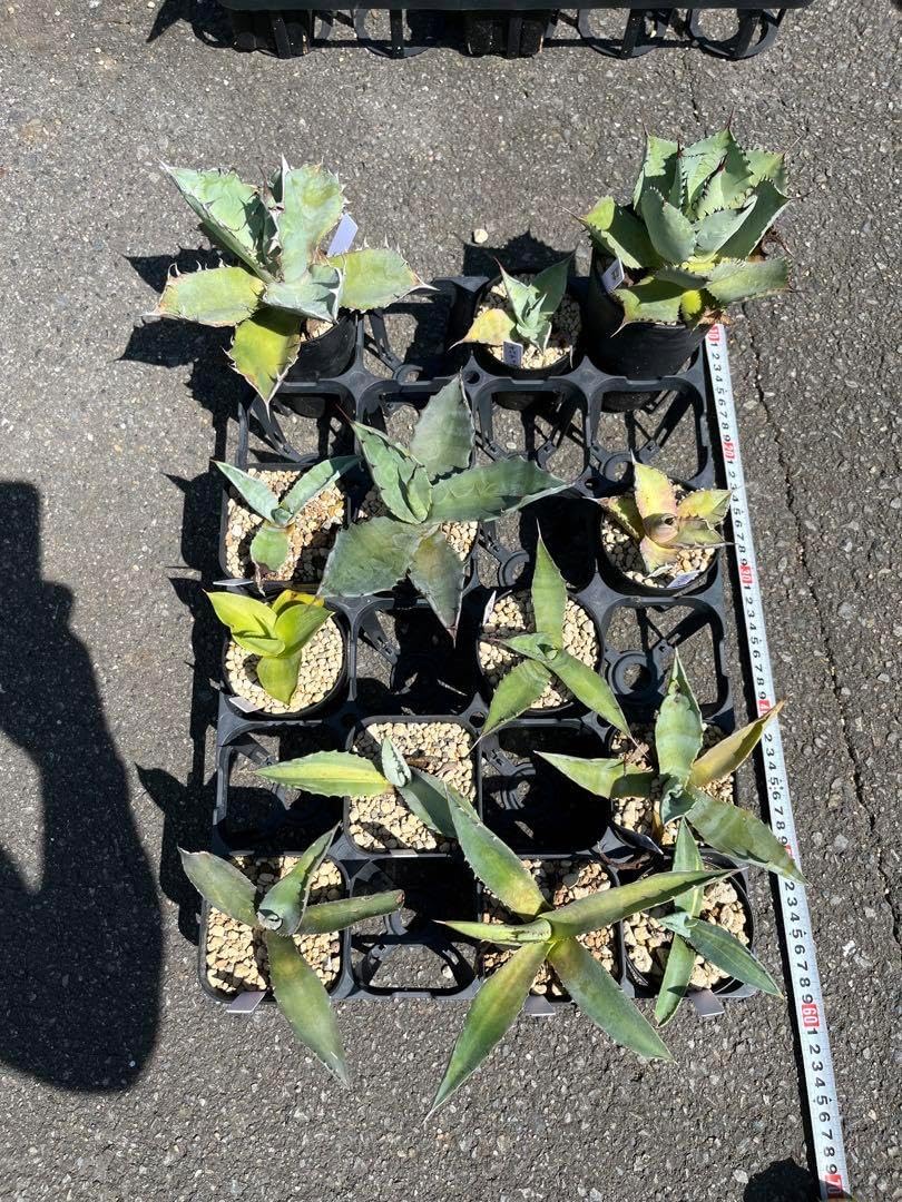 アガベ チタノタ　4株セット アガベ 13株セット アガベ チタノタ ブラック&ブルー 2.5~3号(1鉢) |